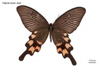 藏品(長尾麝鳳蝶)的圖片